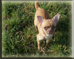 Huendinnen Chihuahuas von der Bernard Ranch