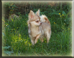 Huendinnen Chihuahuas von der Bernard Ranch