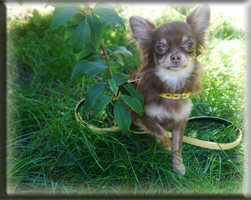 Huendinnen Chihuahuas von der Bernard Ranch