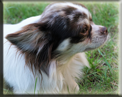 Huendinnen Chihuahuas von der Bernard Ranch