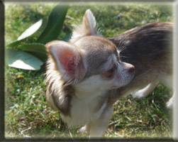Huendinnen Chihuahuas von der Bernard Ranch