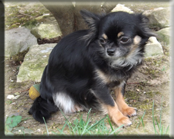 Huendinnen Chihuahuas von der Bernard Ranch