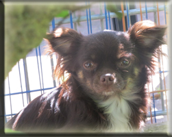 Huendinnen Chihuahuas von der Bernard Ranch