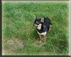 Huendinnen Chihuahuas von der Bernard Ranch