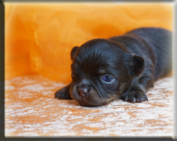 Chihuahua Welpen Bayern kaufen