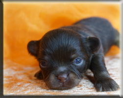 Chihuahua Welpen Bayern kaufen