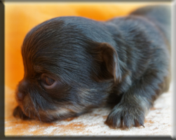 Chihuahua Welpen Bayern kaufen