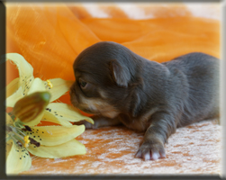 Chihuahua Welpen Bayern kaufen