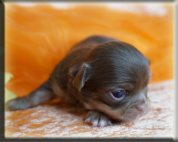 Chihuahua Welpen Bayern kaufen
