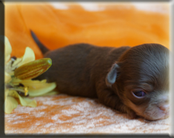 Chihuahua Welpen Bayern kaufen