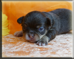 Chihuahua Welpen München kaufen