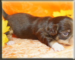 Chihuahua Welpen München kaufen