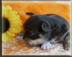 Chihuahua Welpen München kaufen