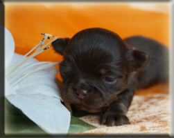 Chihuahua Welpen Deutschland kaufen