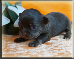 Chihuahua Welpen Deutschland kaufen