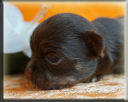 Chihuahua Welpen Deutschland kaufen