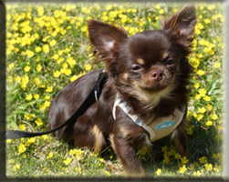 Rueden Chihuahuas von der Bernard Ranch