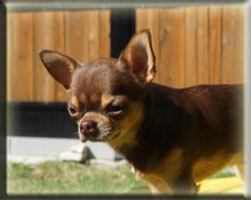 Rueden Chihuahuas von der Bernard Ranch