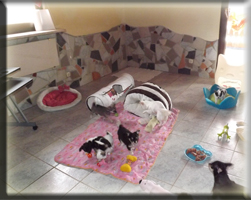 Welpenstube Chihuahuas von der Bernard Ranch