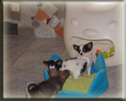 Welpenstube Chihuahuas von der Bernard Ranch