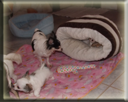 Welpenstube Chihuahuas von der Bernard Ranch