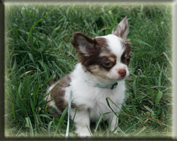 Chihuahua Welpen Deutschland kaufen