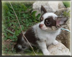 Chihuahua Welpen Deutschland kaufen