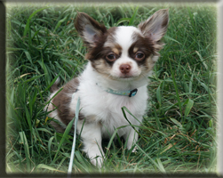 Chihuahua Welpen Deutschland kaufen